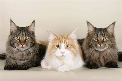 5 Fun Facts About Maine Coon Cats Cole And Marmalade