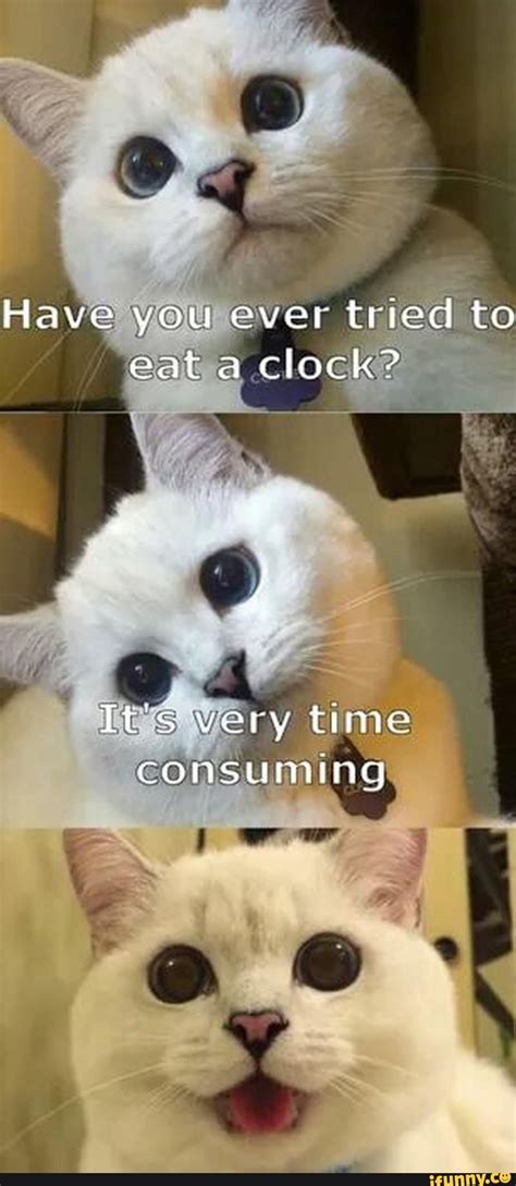 Its Very Time Consuming Funny Animal Memes Funny Cat