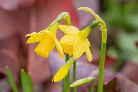 Easter Daffodils Garden Free Photo On Pixabay Pixabay