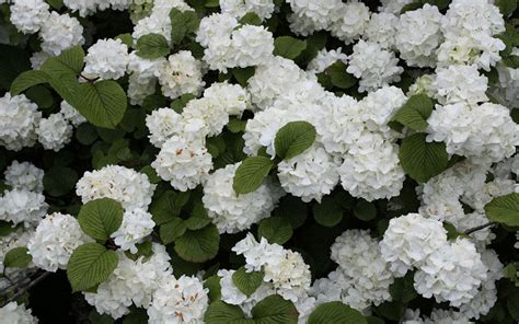 Send flowers for any occasion. VIBURNUMS FOR SALE NAPLES