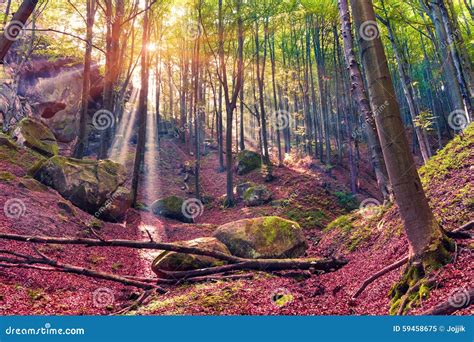 Mystical Woods Natural Green Moss On The Old Oak Tree Roots Natural