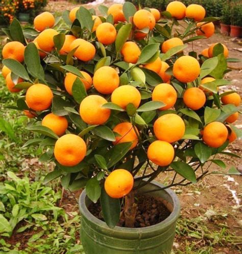 Dont Buy Tangerines Again Learn To Plant Them At Home Garden