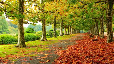 Autumn Fall Deciduous Trees Park Fallen Red Leaves Wooden