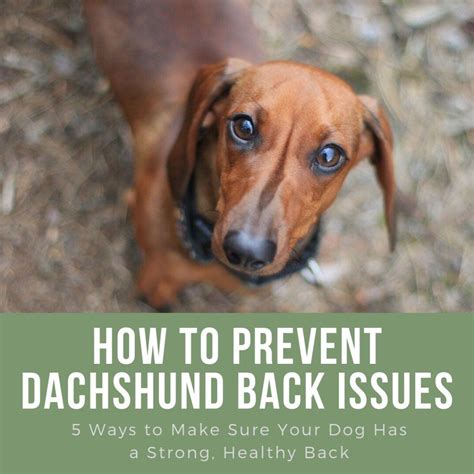 Back Problems Are Common In Dachshunds And The Risk Of These Dogs