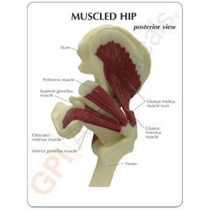 Gpi Anatomicals Muscled Joint Models Vwr