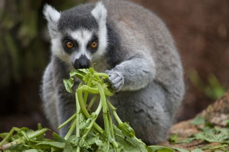 Ring Tailed Lemur Eating Vegetation Clippix Etc Educational Photos