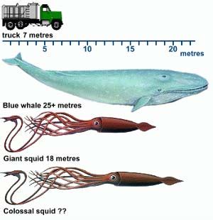 Colossal Squid - Largest Invertebrate, Largest Eyes of All Animals | Animal Pictures and Facts ...