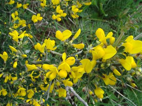 Wild mediterranean caper flower against an old yellow wall. Ginestra - Genista - Genista - Piante da Giardino - Ginestra - Genista - Arbusti