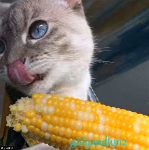Cat Eats Corn On The Cob Just Like A Human On Instagram Daily Mail Online