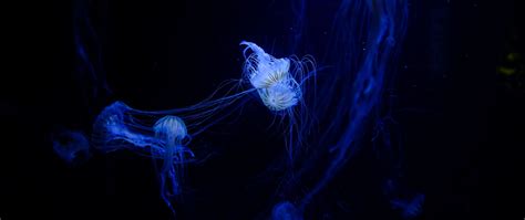 Download Wallpaper 2560x1080 Jellyfish Tentacles Plexus Underwater