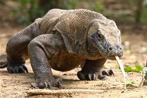 Discover different species are there in the monitor lizard family, who is the biggest and the komodo dragon is the biggest monitor lizard. Komodo Dragon | The Animals Biography