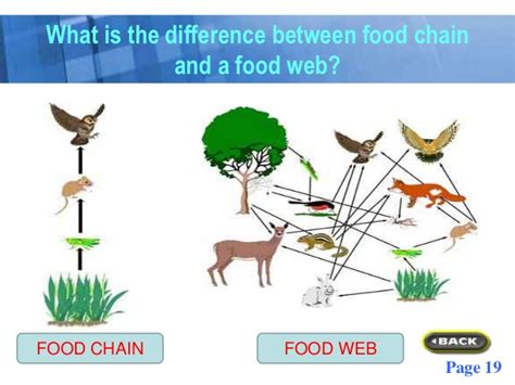 As a result, sometimes complex and sometimes simple chains are formed in the ecosystem based on the relationship between food and consumer these chains are known as a food chain and food web. Food chains power point