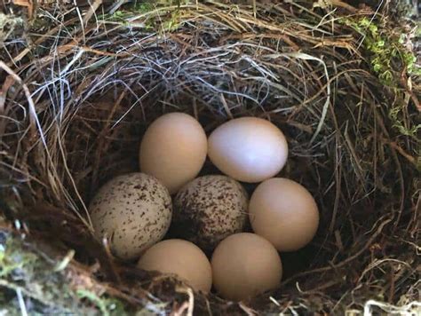 Should You Remove Cowbird Eggs From Host Nests Nature Roamer