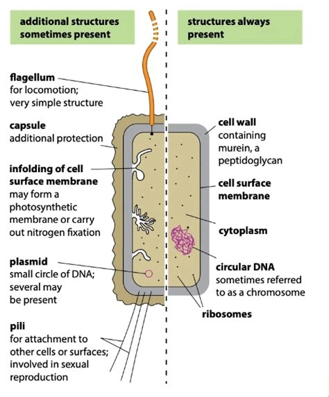 Structure Of Prokaryotes Biology