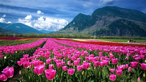 1920x1080px 1080p Free Download Tulip Fields In Switzerland Colors