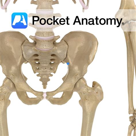 Ischium Greater Sciatic Notch Pocket Anatomy