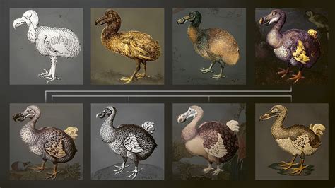 Our Distorted Image Of The Dodo Horizons