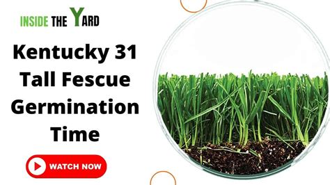 All You Need To Know About Kentucky 31 Tall Fescue Germination Time