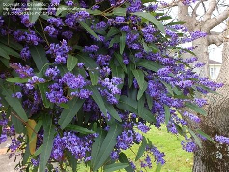 Plantfiles Pictures Australian Sarsparilla False Sarsaparilla Happy Wanderer Coral Pea