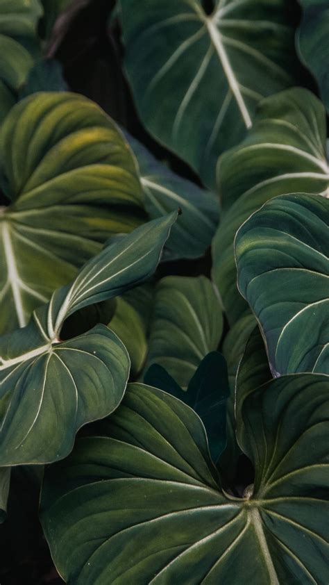Download Flora Green Leaf Veins Close Up 1440x2560 Wallpaper Qhd