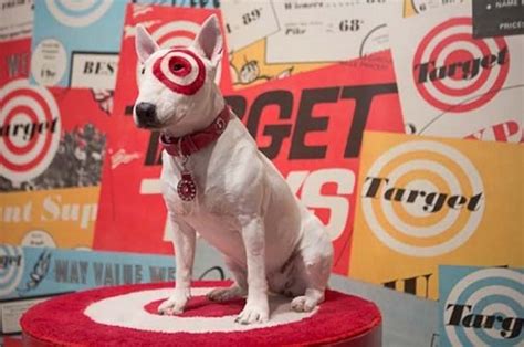 What Breed Is Bullseye The Dog From Target Famous Pup Facts Pet Keen