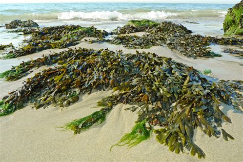 Seaweed On The Shores Can I Get A Refund For My Vacation Rental Deposit