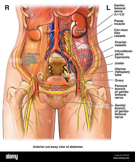 Abdomen Anatomy Female With Ribs Picture Of What Is Under Your Rib