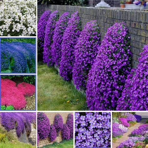 Creeping Thyme Seeds Rock Cress Plant 100pcspack