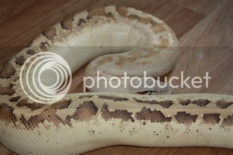 E Midlands Adult Male Ivory Blood Python Reptile Forums
