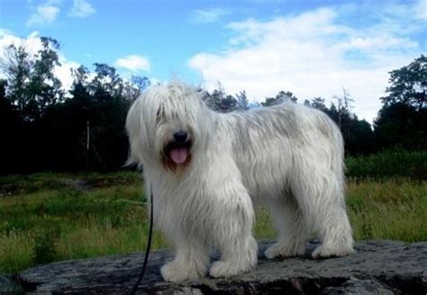 South Russian Ovcharka Dog Breed Information Images Characteristics