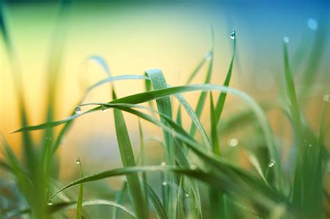 Raindrop Grass Plant 5k Hd Nature 4k Wallpapers Images Backgrounds