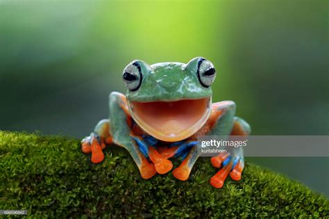 Stock Photo Portrait Of A Javan Tree Frog Laughing Animals Smiling