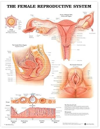 The Female Reproductive System Anatomical Chart Reproductive System