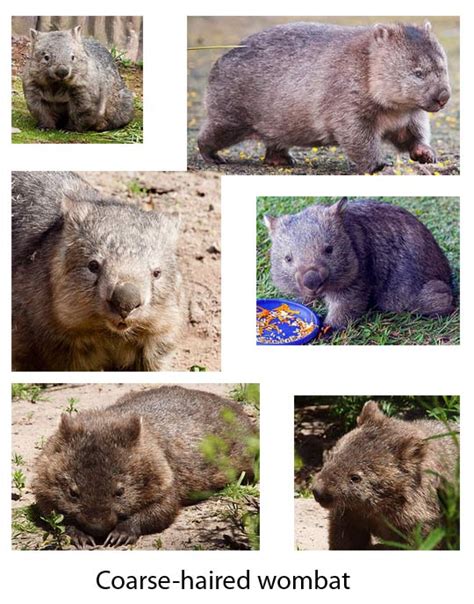 Wombats Animal Pictures And Facts