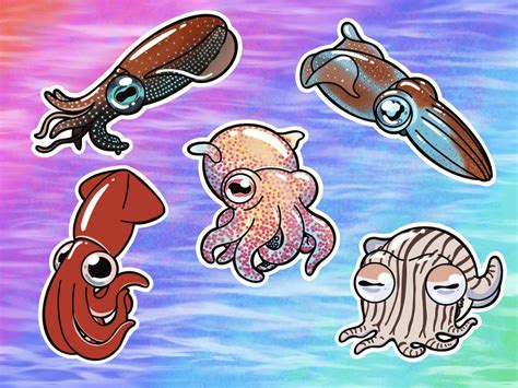 Squid Vinyl Stickersdecals Bobtail Caribbean Reef Firefly Etsy