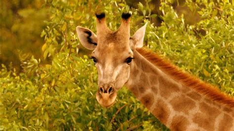 Giraffes Africas Gentle Giants Full Episode Nature Pbs