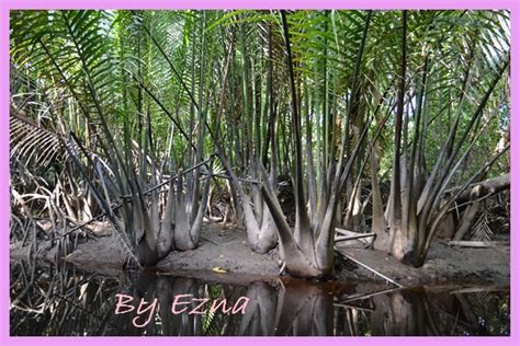 Potensi air nira aren (arenga pinnata merr.) sebagai sumber. Dari Nipah ke Air Nira