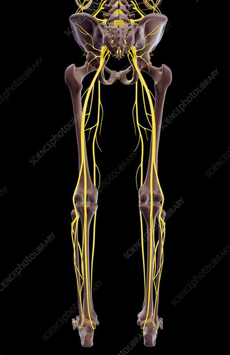 Some nerves of the sacral plexus innervate this area namely the superficial fib. The nerves of the lower body - Stock Image - F001/8474 ...