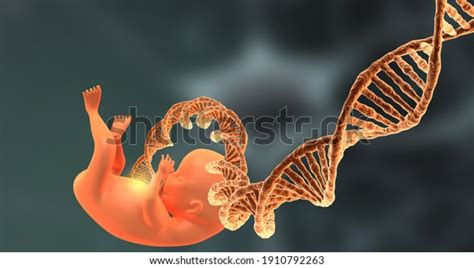 Human Fetus Dna Scientific Concept 3d Stock Illustration 1910792263