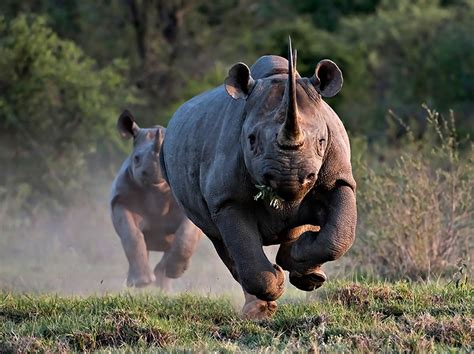 Saving Rhinoceros Fairplanet