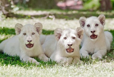21 White Lion Wallpapers Hd High Quality