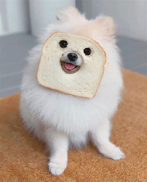 The Internet Is Loving Inbread Animals And Here Are The 30 Funniest
