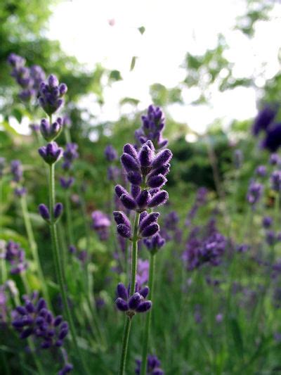 The Herb Gardener Understand The Different Types Of Lavender