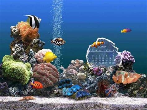 45 Saltwater Aquarium Wallpaper On Wallpapersafari
