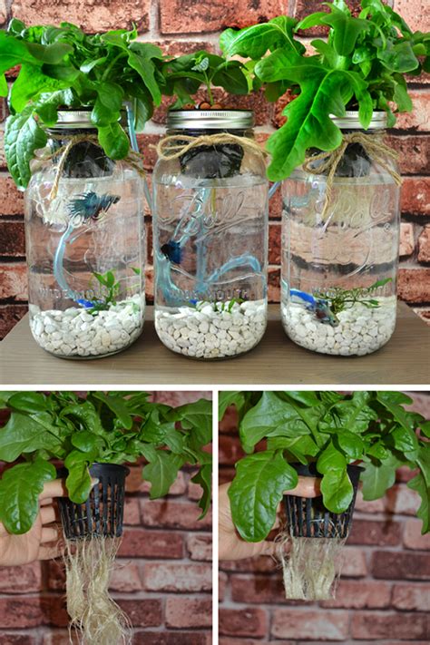 3 Mason Jar Aquaponics Kit Build Your Own Hydroponics Herb Garden