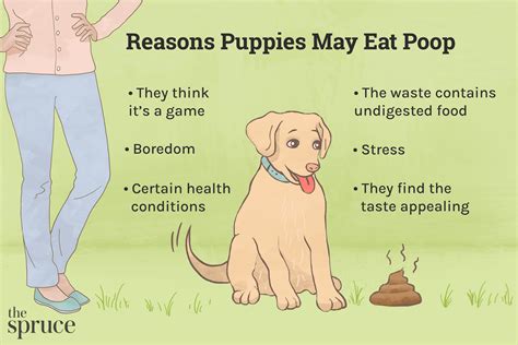Why Do Puppies Eat Their Feces