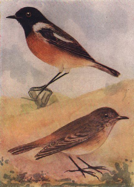 Indian Birds The Collared Or Indian Bush Chat 1943 Old Vintage Print