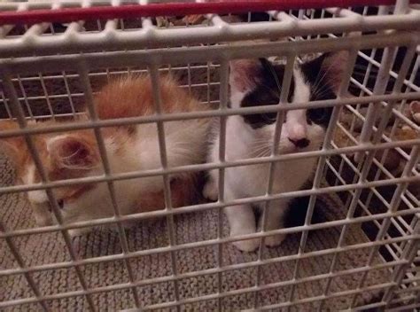 Cats Dumped In Bushes In Sheerness