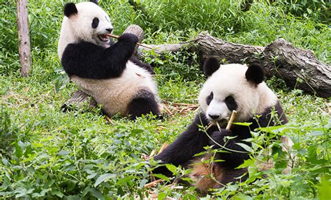 Woohoo The Giant Panda Is No Longer Endangered Fabfitfun