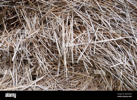 Dried Hay Full Frame Close Up On The Straw Texture Background Stock